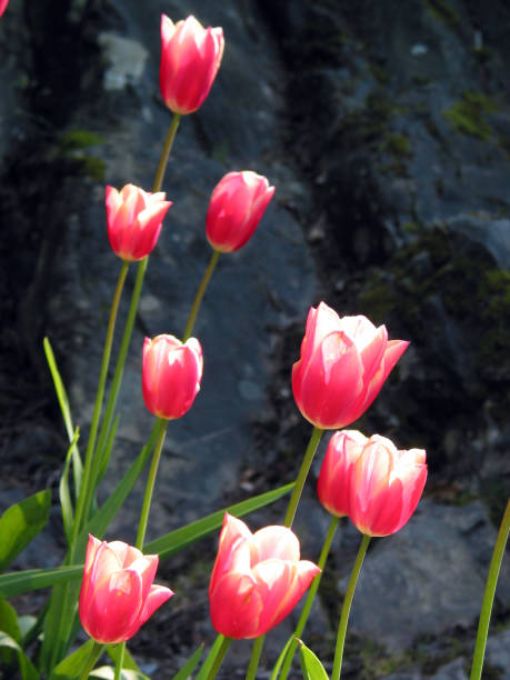 spring flowers stock photo