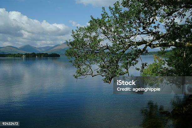 Über Dem Wasser Stockfoto und mehr Bilder von Ast - Pflanzenbestandteil - Ast - Pflanzenbestandteil, Baum, Blau