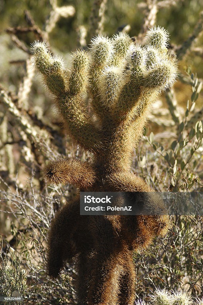 Cholla Cactus - Foto stock royalty-free di Affilato