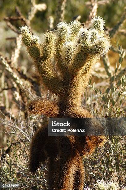 Cato Gigante - Fotografias de stock e mais imagens de Afiado - Afiado, Ao Ar Livre, Arizona