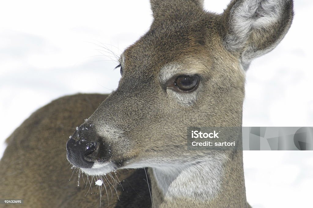 Cervo delle nevi - Foto stock royalty-free di Animale