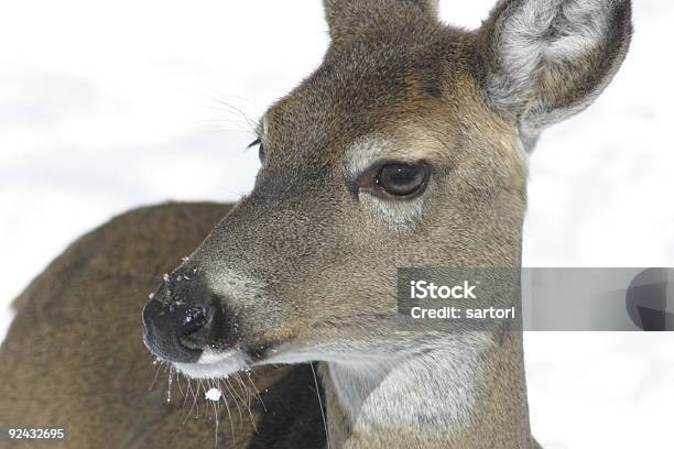 Cervo Delle Nevi - Fotografie stock e altre immagini di Animale - Animale, Cervo - Cervide, Chiuso