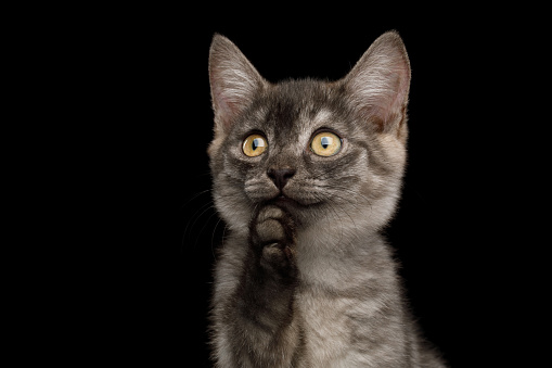Funny Portrait of Thinking Gray Kitten with paw choose what he want, on Isolated Black Background