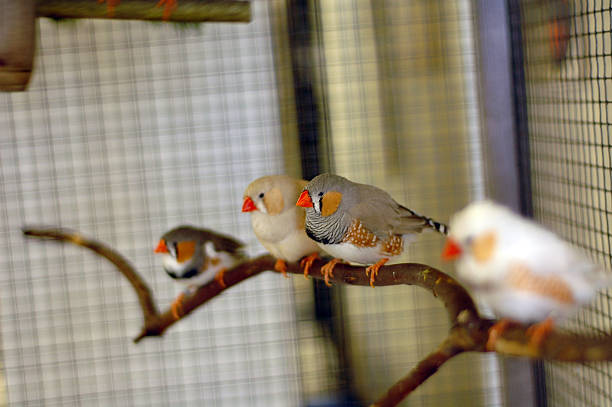 Caged Birds stock photo