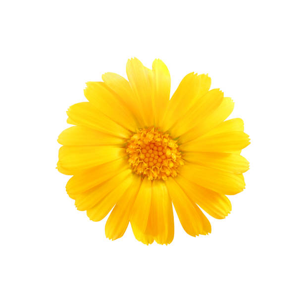 istock one yellow chamomile bud top view isolated on white background with clipping path 924329354