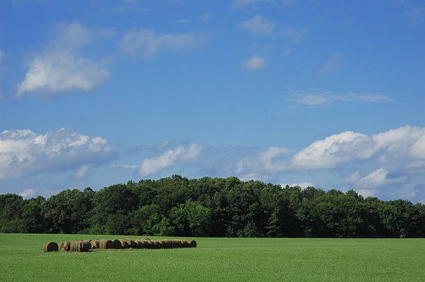 Summer Meadow stock photo