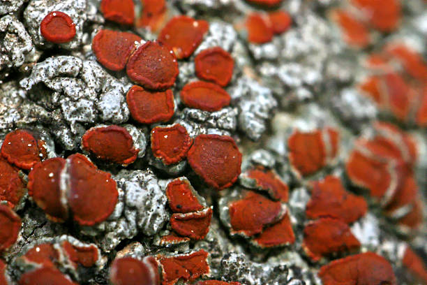 Red lichen stock photo