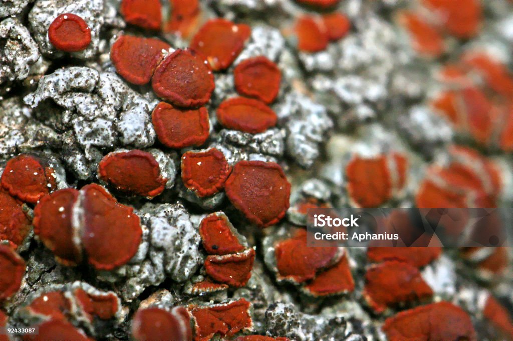 Красный Лишайник - Стоковые фото Без людей роялти-фри