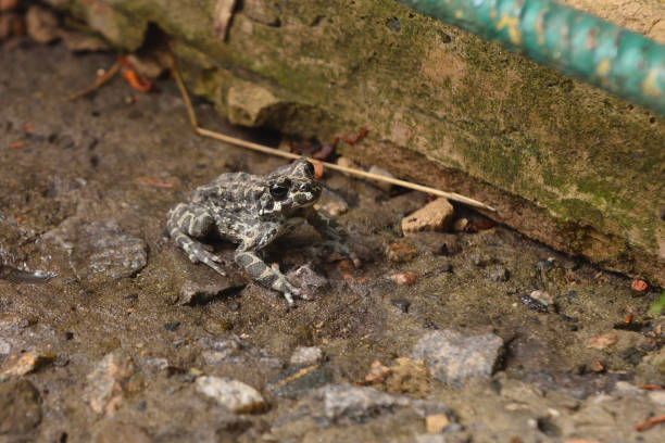 istock a frog on the sidewalk near the house 924331082