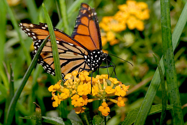 Monarch on flower stock photo