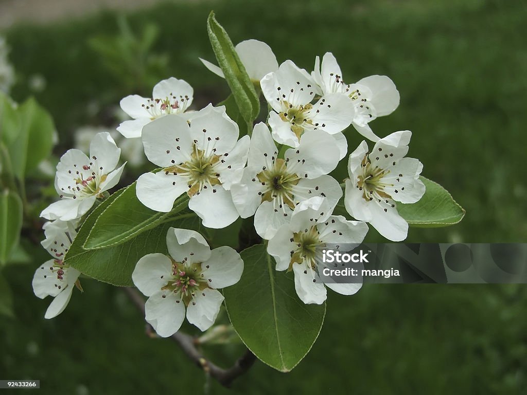 wiosenny kwiat - Zbiór zdjęć royalty-free (10-11 lat)