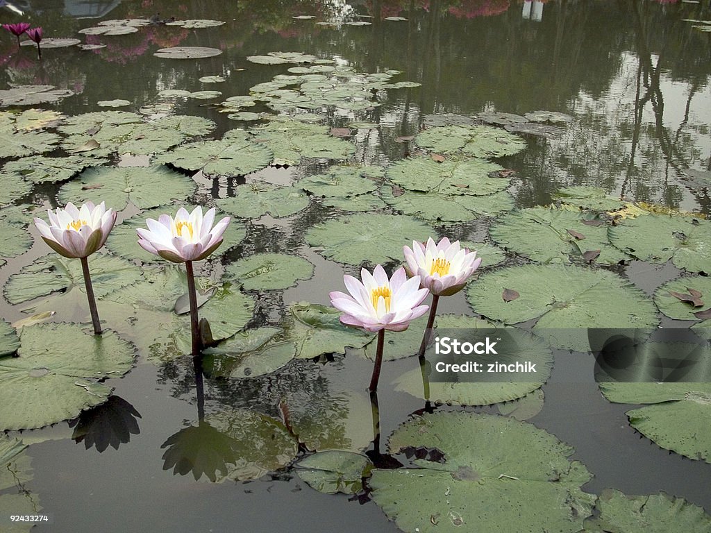 étang de Lilly - Photo de Aliment en portion libre de droits