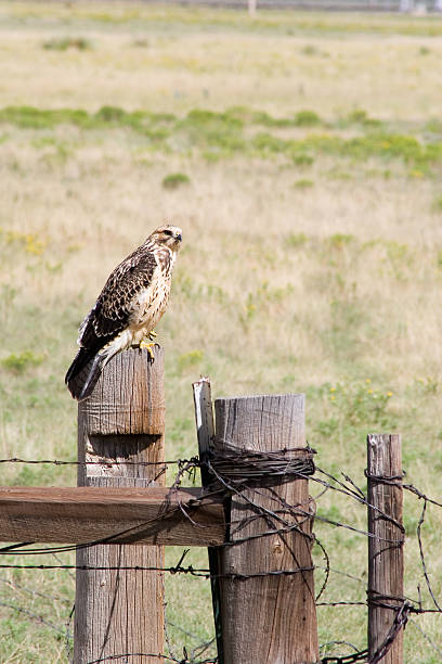 falcão em um fencepost orientação (vertical - harris hawk hawk bird of prey bird imagens e fotografias de stock