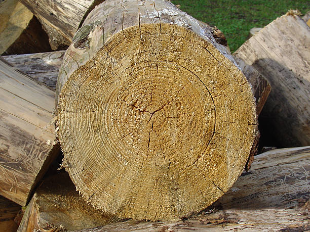lumber log stock photo