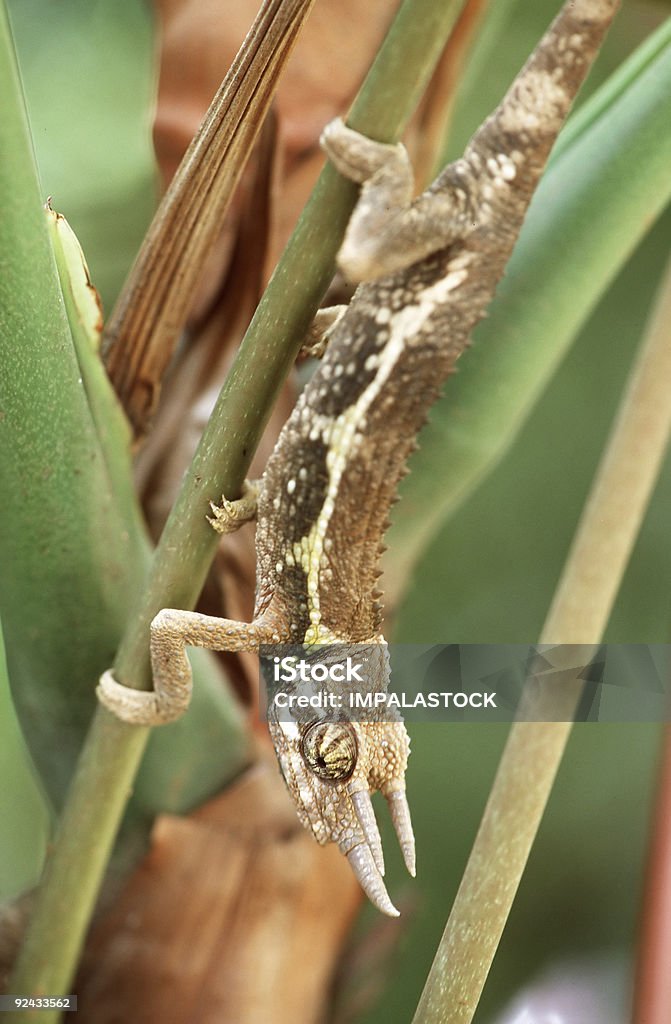 Chameleon  Africa Stock Photo