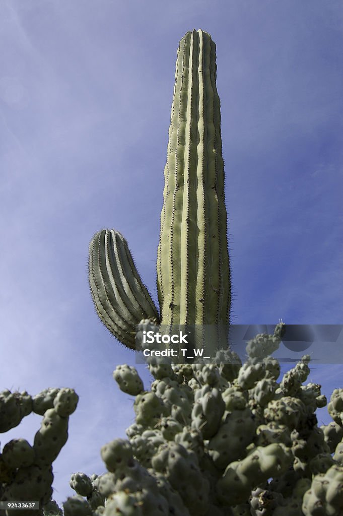 Imponenti Cactus Cardon - Foto stock royalty-free di Ambientazione esterna