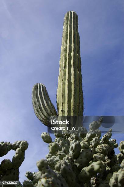 Imponenti Cactus Cardon - Fotografie stock e altre immagini di Ambientazione esterna - Ambientazione esterna, Area selvatica, Avventura