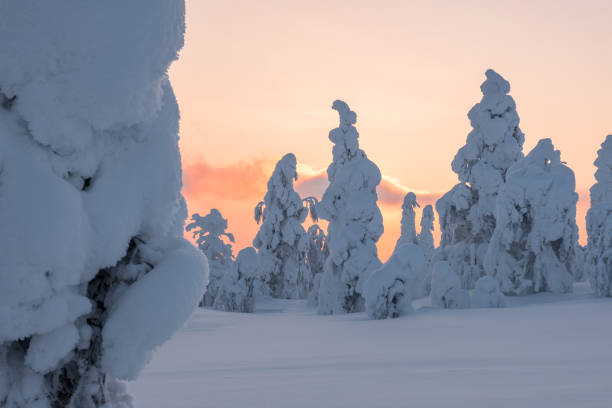 istock Snowy trees in Finland 924337328