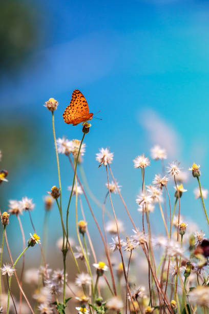 istock yellow butterfly, blurry flowers, blue sky 924337468