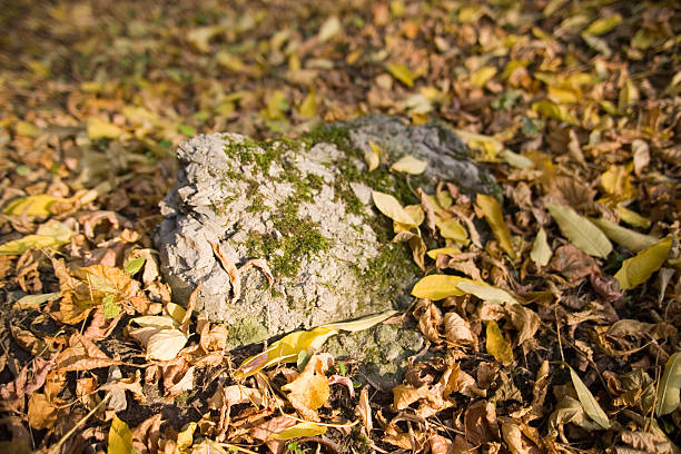 istock Autumnal leafs and mossy stone 92433937