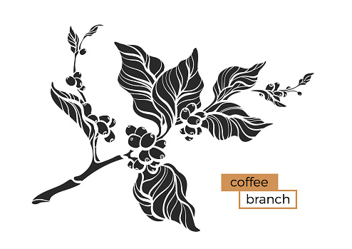 Vector coffee branch with leaf and coffee beans Botanical shape drawing design Realistic plant Eco food Nature background Organic drink Black silhouette illustration isolated on white background Eps10