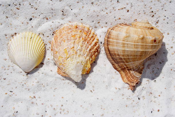 Assorted Shells stock photo