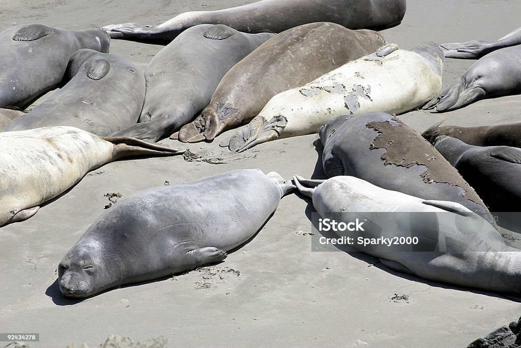 Relaxing Seals 2  Animal Stock Photo