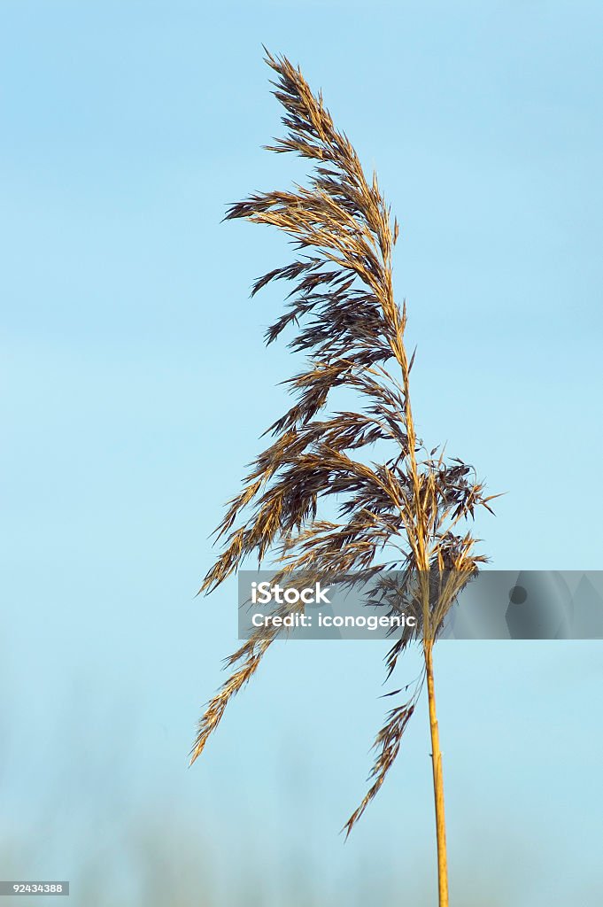 Reed - Royalty-free Azul Foto de stock