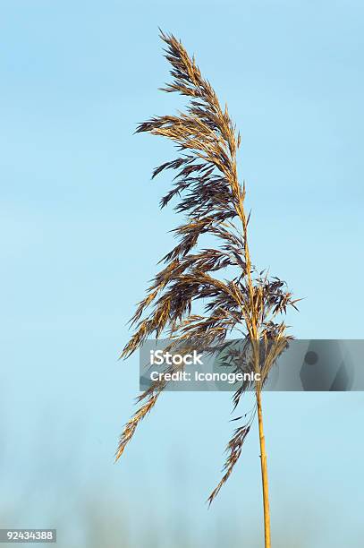 Reed - Fotografias de stock e mais imagens de Azul - Azul, Caniço, Cena de tranquilidade