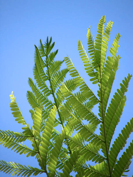 Fern Leaves stock photo