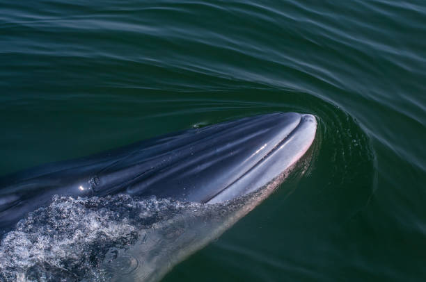 istock Bruda whale close up shot 924344810