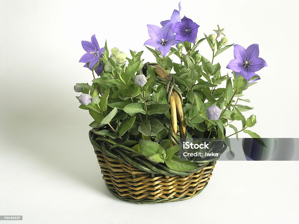 basket full of flowers  Accessibility Stock Photo