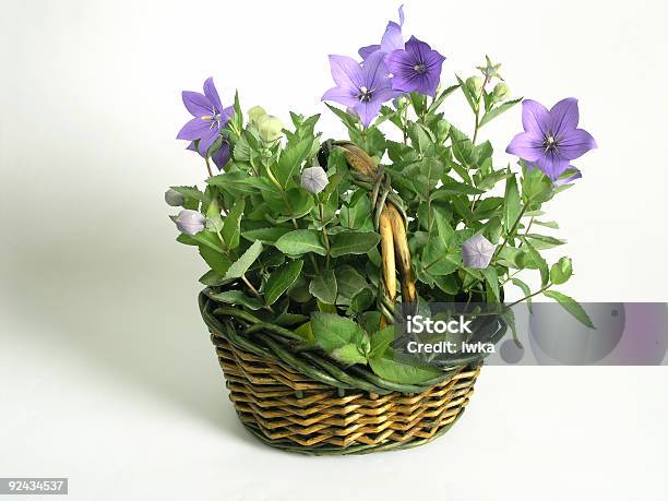 Basket Full Of Flowers Stock Photo - Download Image Now - Accessibility, Basket, Beauty