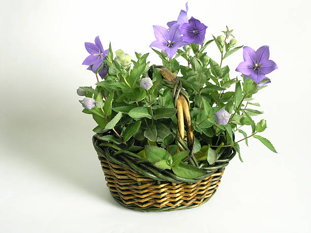 kosz pełen kwiatów - campanula bluebell natures houseplant zdjęcia i obrazy z banku zdjęć