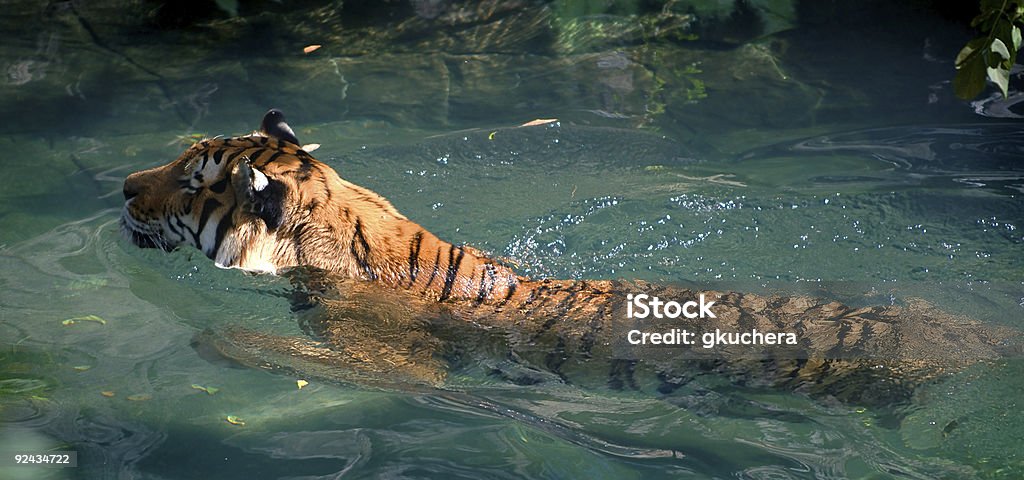 Siberia (del Amur Tiger techo - Foto de stock de Agua libre de derechos