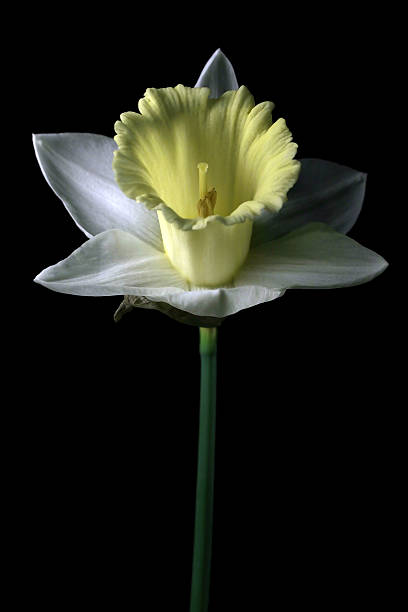 istock white narcissus standing proud 92434757