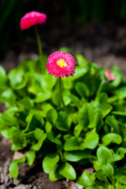 Two daisies stock photo