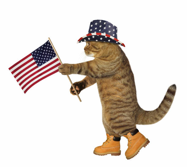 istock Cat with the american flag 924348918