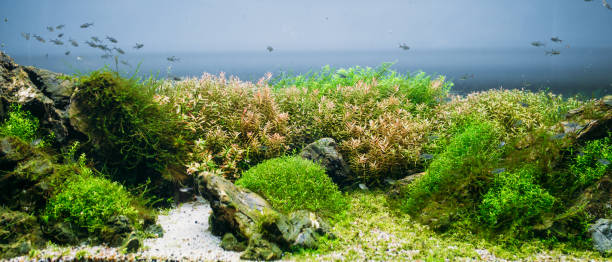 istock Aquarium algae, elements of flora in fishbowl 924349092