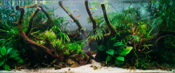 istock Aquarium algae, elements of flora in fishbowl 924349108