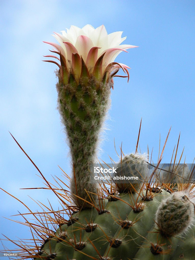 cactus flower  Andes Stock Photo