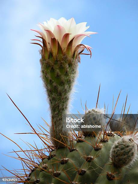 Cactus Flower Stock Photo - Download Image Now - Andes, Argentina, Blossom