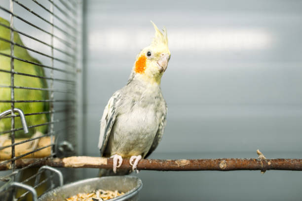 istock Parrot sitting on a stick in pet shop 924349220