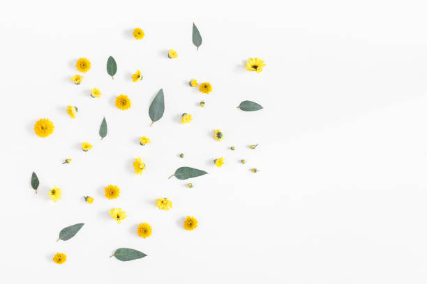 istock Yellow flowers and eucalyptus leaves. Flat lay, top view 924349522