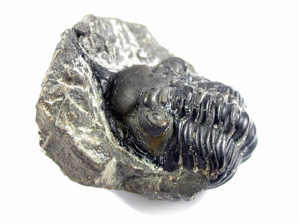 istock Trilobite with horn -  A typical fake from Marocco 92435075