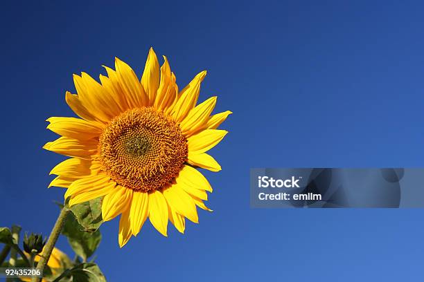 Sonnenblume 01 Stockfoto und mehr Bilder von Blatt - Pflanzenbestandteile - Blatt - Pflanzenbestandteile, Blau, Blume