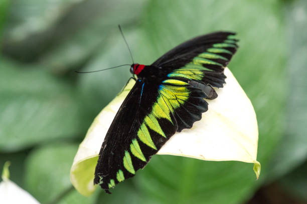 istock Trogonoptera brookiana butterfly 924352164
