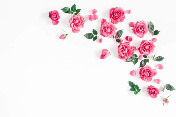 istock Pink rose flowers on white background. Flat lay, top view 924352628