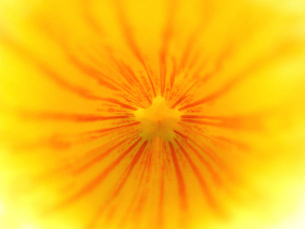 gelbe blume innen - flowerpatterned stock-fotos und bilder