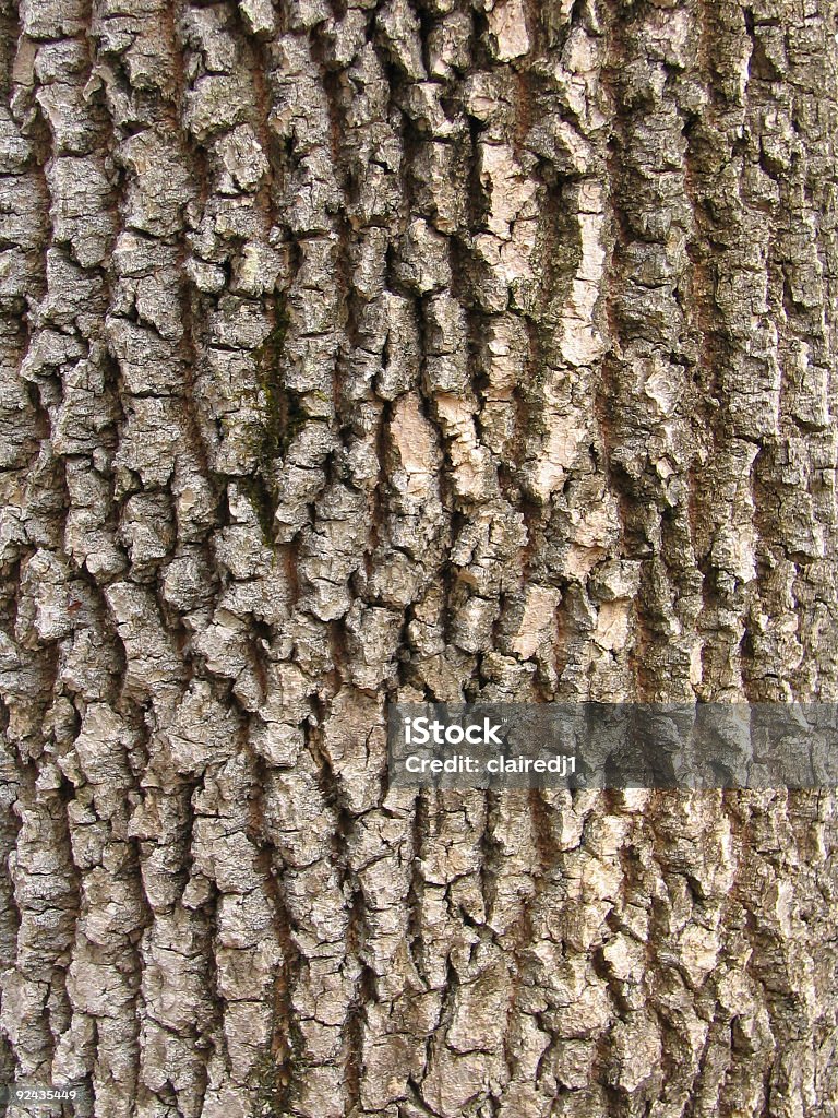 Абстрактный-a tree Bark - Стоковые фото Без людей роялти-фри